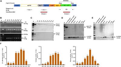 Adaptation of Gut Microbiome to Transgenic Pigs Secreting β-Glucanase, Xylanase, and Phytase